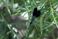 Calopteryx virgo